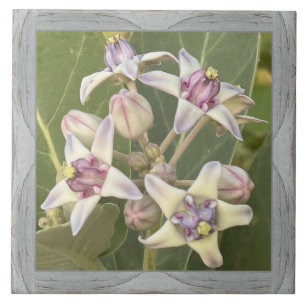 6"x 6" Ceramic Tile with Lovely Crown Flower