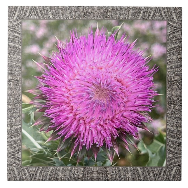 6"x 6" Ceramic Tile with Pink Musk Thistle (Front)