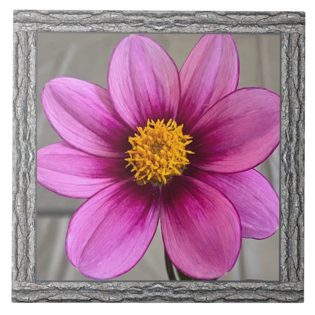 6"x 6" Ceramic Tile with Striking Pink Dahlia (Front)