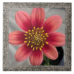 6"x 6" Ceramic Tile with Striking Sienna Dahlia