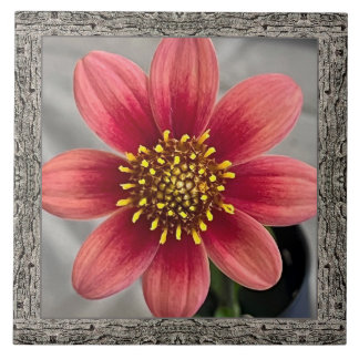 6"x 6" Ceramic Tile with Striking Sienna Dahlia