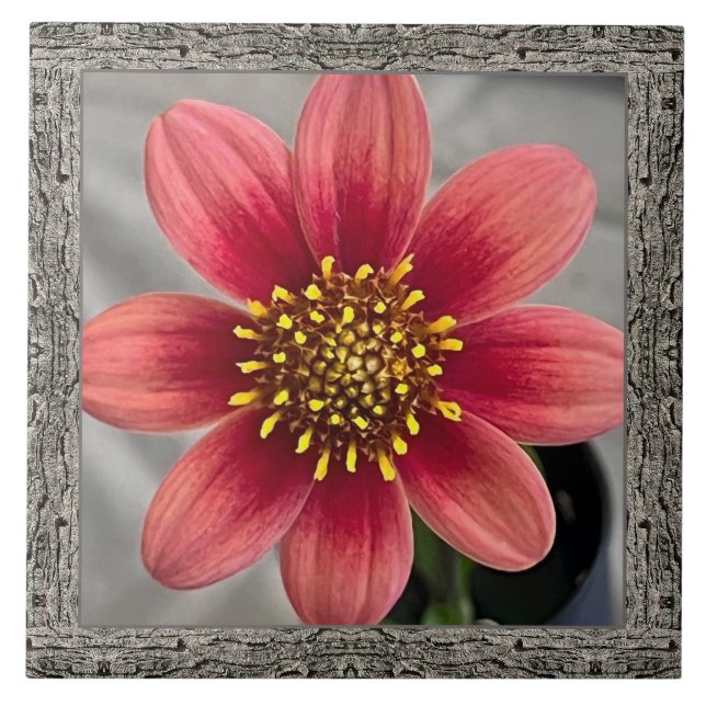 6"x 6" Ceramic Tile with Striking Sienna Dahlia (Front)