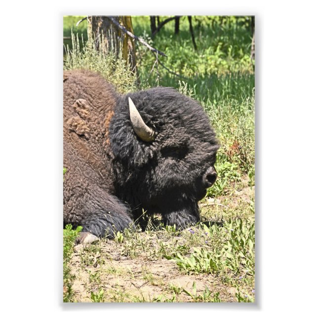 6x4 photo  buffalo (Front)