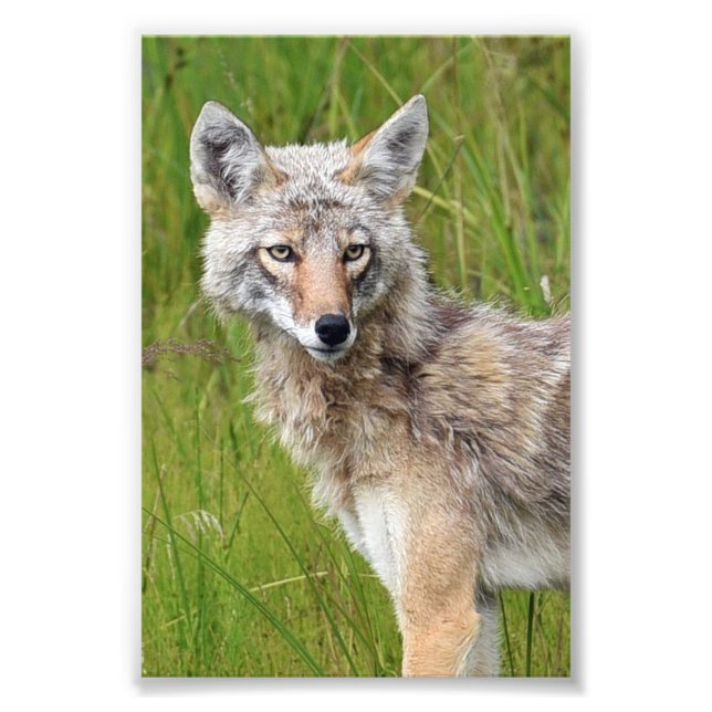 6x4 photo coyote (Front)