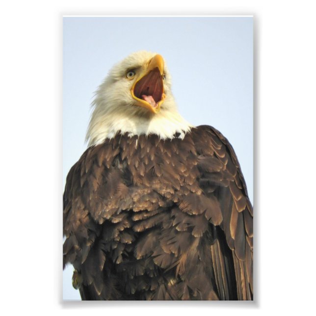 6x4 photo  eagle (Front)
