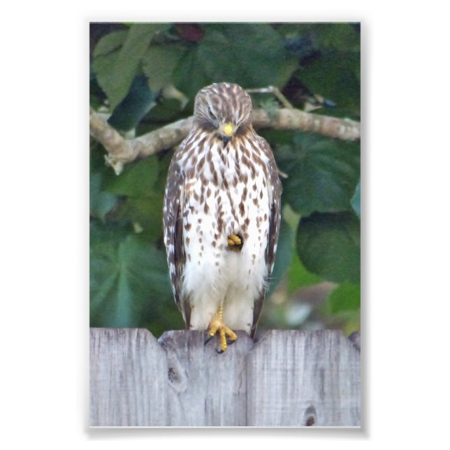 6x4 photo falcon (Front)