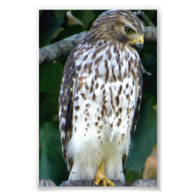 6x4 photo falcon (Front)