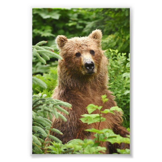6x4 photo grizzly bear (Front)