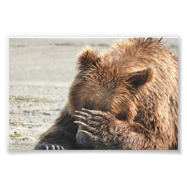 6x4 photo  grizzly bear print (Front)