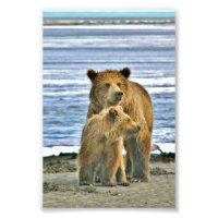 6x4 photo grizzly bear