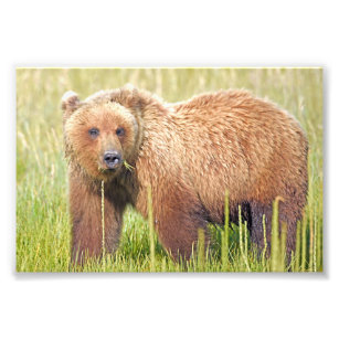 6x4 photo  grizzly bears