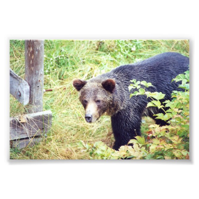 6x4 photo grizzly bears print (Front)
