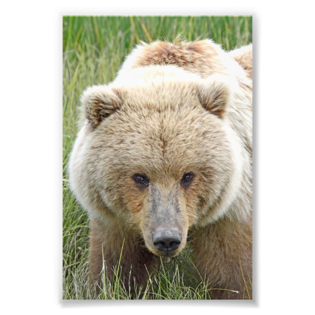 6x4 photo  grizzly bears print (Front)