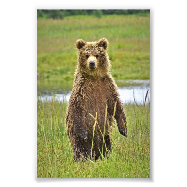 6x4 photo   grizzly bears print (Front)