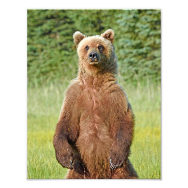 6x4 photo  grizzly bears print (Front)