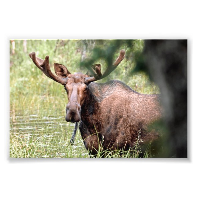 6x4 photo island of moose (Front)