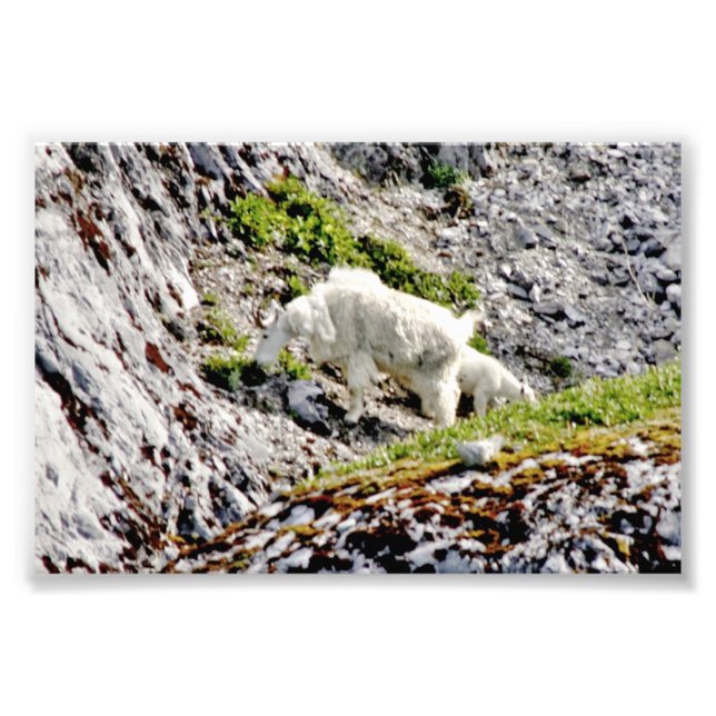 6x4 photo mountain goats (Front)