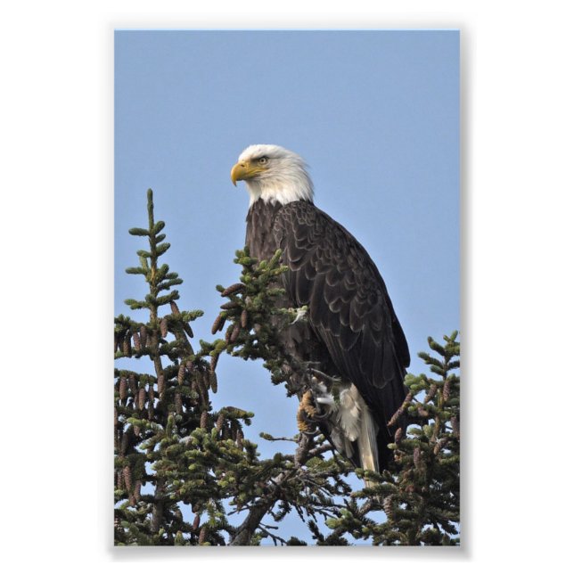  6x4 photo of eagle (Front)