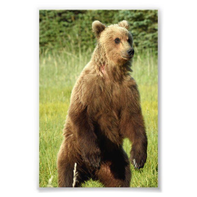  6x4 photo of grizzly bear print (Front)