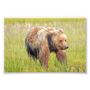 6x4 photo of grizzly bear print