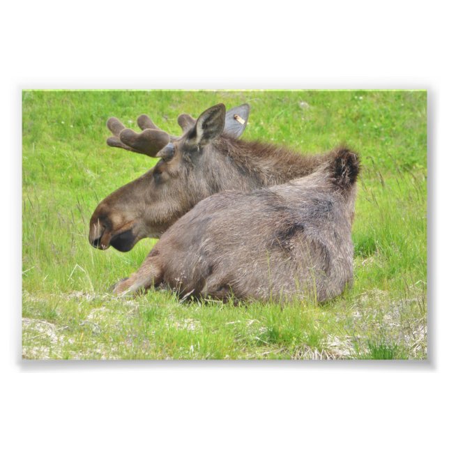  6x4 photo of  moose (Front)