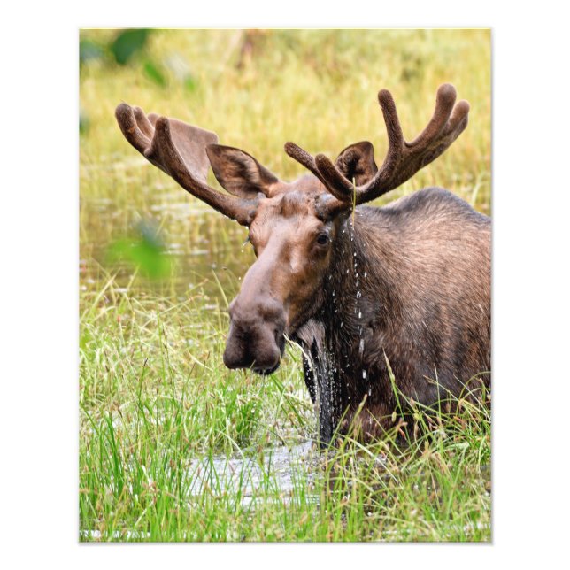  6x4 photo of  moose print (Front)
