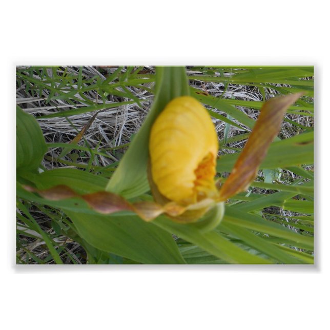 6x4 Photo Print (Front)