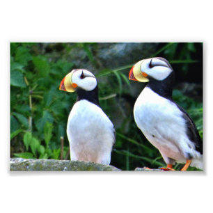6x4 photo puffin print