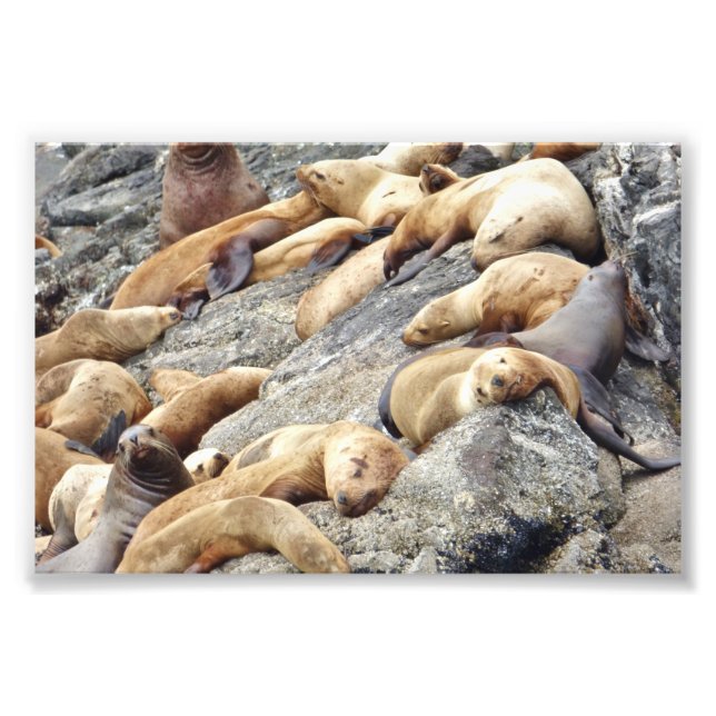 6x4 photo  seals (Front)