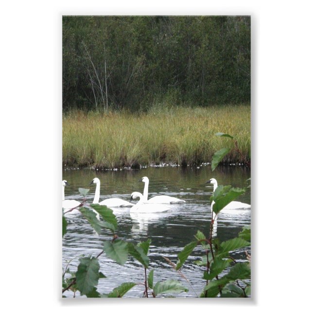 6x4 photo  swans (Front)