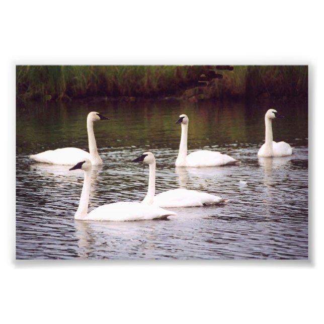 6x4 photo swans print (Front)