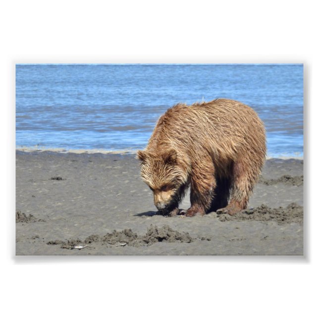 6x4 Satin Photo of grizzly  bear cub (Front)