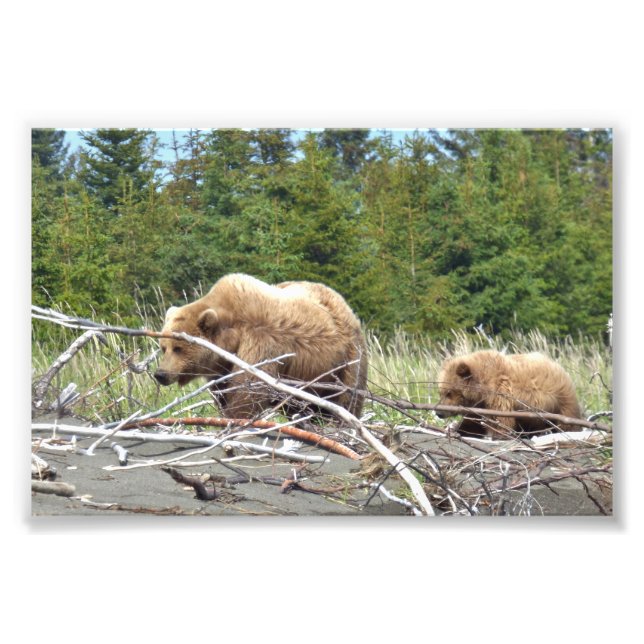 6x4 Satin Photo of grizzly  bear & cub Print (Front)