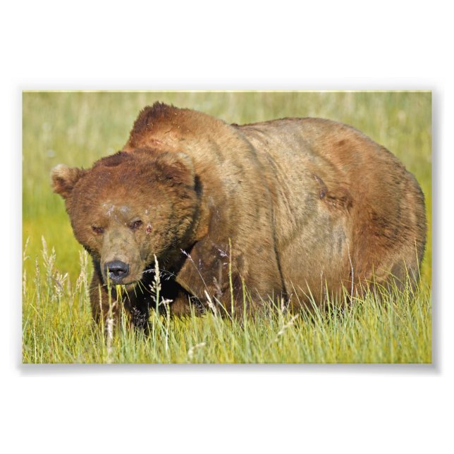 6x4 Satin Photo of grizzly bear Print (Front)