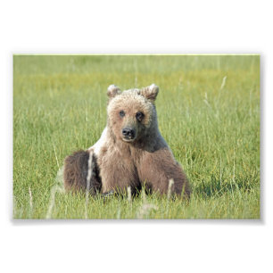 6x4 Satin Photo of grizzly bear Print