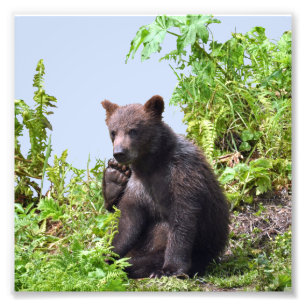 6x6  Kodak Professional Photo Paper (Satin) of cub Print