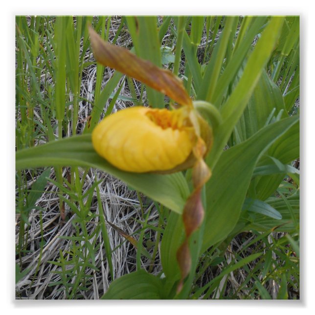 6x6 Photo Print (Front)