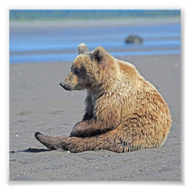 6x6 Satin photo of grizzly bear (Front)