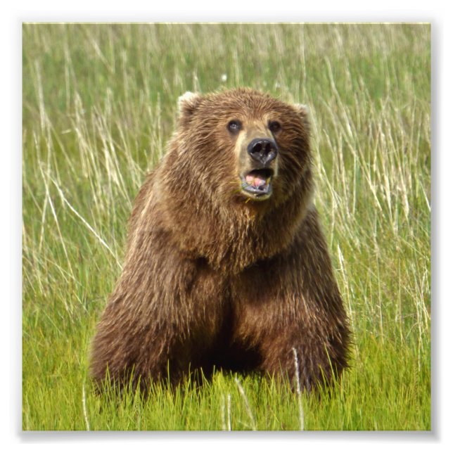 6x6 Satin photo of grizzly bear (Front)