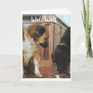 **70th BIRTHDAY** HUMOR FROM THE DOGS! Card