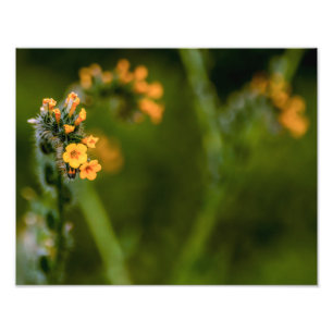 7223-Yellow Fiddleneck Flowers Photo Print
