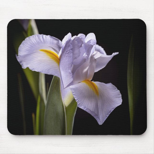 7659-2-Purple Iris Mouse Mat (Front)