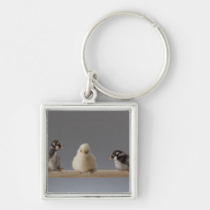 7 Baby Pet Chickens on a Perch Key Ring