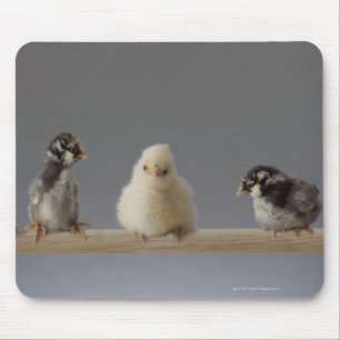 7 Baby Pet Chickens on a Perch Mouse Mat