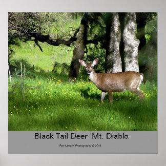 7 Black Tail Deer, Black Tail Deer Mt. Diablo,... Poster