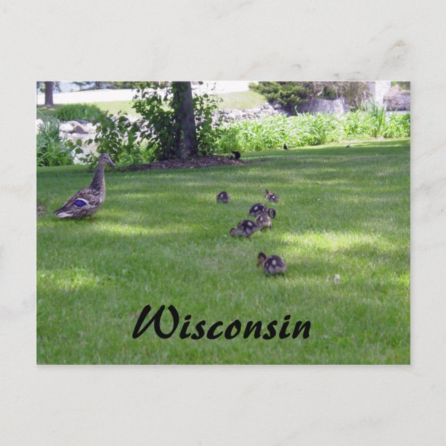 7 Little Ducks Postcard (Front)