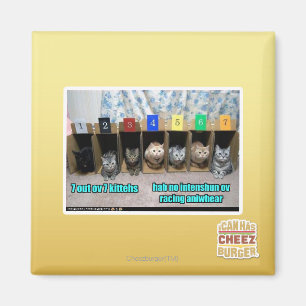 7 out ov 7 kittehs magnet