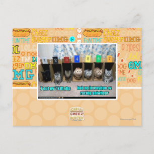 7 out ov 7 kittehs postcard