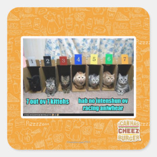 7 out ov 7 kittehs square sticker