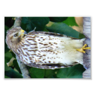 7x5 Kodak Professional Photo Paper (Satin) Print